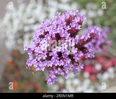 Verveine patagonienne 'Verbena bonariensis' Banque D'Images