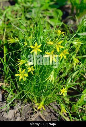 Étoile jaune de Bethléem pour l'espèce européenne commune, Gagea lutea Banque D'Images