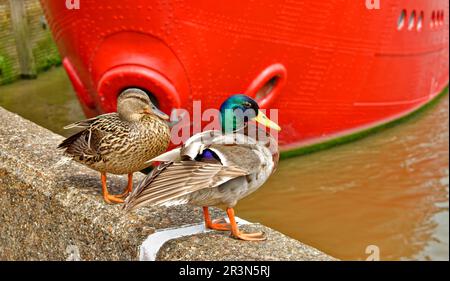 London Trinity Buoy Wharf Leamouth Peninsular Orchard place canards colverts et vaisseau lumineux 95 amarrés sur la rivière Lea à Bow Creek Banque D'Images