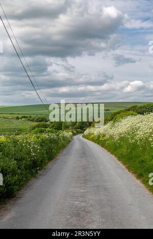 En regardant le long d'une route de campagne dans le Sussex, un jour de printemps, avec une abondance de persil de vache qui borde la route Banque D'Images