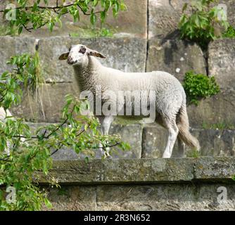 Un jeune mouton se promène au-dessus du mur du château de Bad Bentheim. La race de ce mouton est une race locale rare, à savoir la race terrestre de Bentheim. Banque D'Images