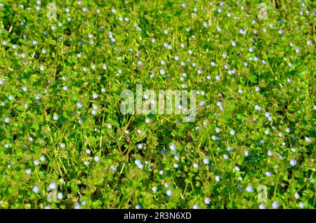 Veronica agrestis, communément appelé Green Field speedwell Banque D'Images