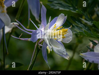 Une belle photo d'un Colorado Columbine humide de rosée a trouvé des fleurs près de Crested Butte, Colorado. Banque D'Images