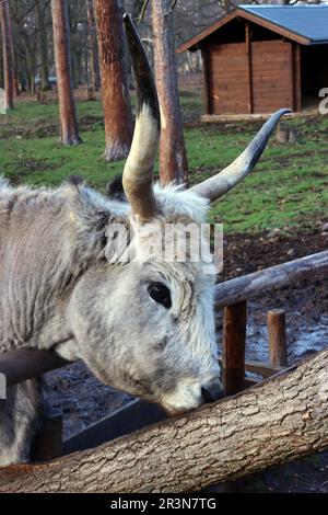 Cheptel hongrois ou cheptel gris hongrois (Bos taurus primigenius podolicus) dans un zoo Banque D'Images