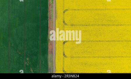 Vue aérienne de drone du champ de repèseed en forme de repe jaune à fleurs, vue d'en haut. Photo minimaliste Banque D'Images