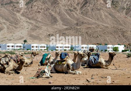 Beaucoup de chameaux reposent sur le sable près de l'Égypte Banque D'Images