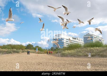 Mouettes et vacanciers sur la plage de la côte Baltique polonaise dans la station de Swinoujscie Banque D'Images
