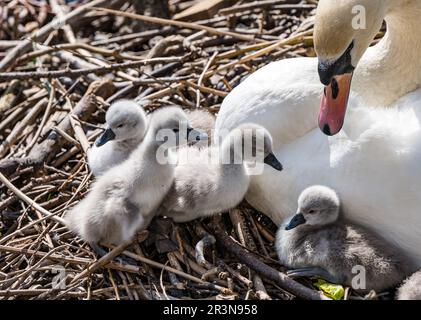 Leith, Édimbourg, Écosse, Royaume-Uni, 24th mai 2023. Cygnets nouvellement éclos : une paire de cygnes muets a réussi à écesser 9 cygnets dans un nid près de la rive, au bout de l'eau de Leith. Crédit : Sally Anderson/Alay Live News Banque D'Images