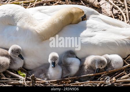 Leith, Édimbourg, Écosse, Royaume-Uni, 24th mai 2023. Cygnets nouvellement éclos : une paire de cygnes muets a réussi à écesser 9 cygnets dans un nid près de la rive, au bout de l'eau de Leith. Crédit : Sally Anderson/Alay Live News Banque D'Images