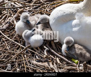 Leith, Édimbourg, Écosse, Royaume-Uni, 24th mai 2023. Cygnets nouvellement éclos : une paire de cygnes muets a réussi à écesser 9 cygnets dans un nid près de la rive, au bout de l'eau de Leith. Crédit : Sally Anderson/Alay Live News Banque D'Images