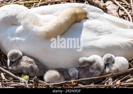 Leith, Édimbourg, Écosse, Royaume-Uni, 24th mai 2023. Cygnets nouvellement éclos : une paire de cygnes muets a réussi à écesser 9 cygnets dans un nid près de la rive, au bout de l'eau de Leith. Crédit : Sally Anderson/Alay Live News Banque D'Images