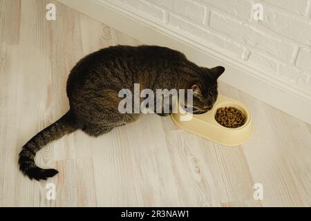 le chat mange des aliments secs en gros plan. Banque D'Images