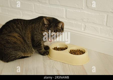 le chat mange des aliments secs en gros plan. Banque D'Images