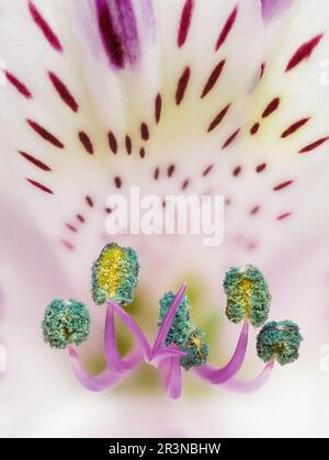 Gros plan de la délicate fleur d'Alstroemeria pourpre avec des anthères vertes placées contre des pétales blancs avec des taches roses Banque D'Images