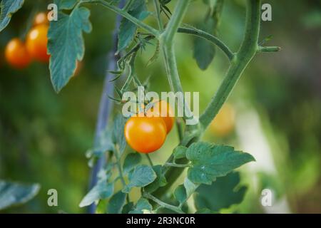 Vue de face des tomates fraîches brutes et mûres poussant sur la branche de l'arbre dans le jardin Banque D'Images