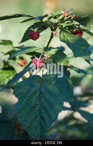 Framboises rouges mûres accrochées à la branche dans le jardin sur fond flou Banque D'Images