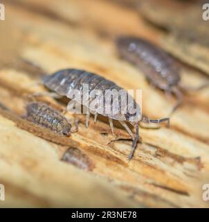 Kellerassel « Porcellio scaber » Banque D'Images