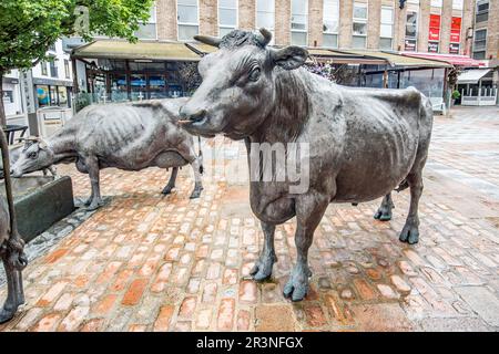 'La Vaque dé Jèrri' , une magnifique sculpture des célèbres vaches du Jersey, a donné la fierté de se placer au Centre de l'Ouest, St Helier. Banque D'Images