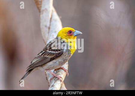 Sakalava Weaver femelle, Ploceus sakalava. Kirindy Forest, Madagascar Banque D'Images