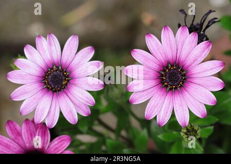 gros plan de deux magnifiques pâquerettes africaines violets, vue d'en haut, arrière-plan naturel flou Banque D'Images