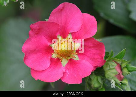 Gros plan d'une belle fleur de fraise rose de la variété Toscana Banque D'Images