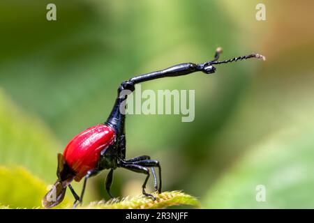 Femelle de Giraffe Weevil, Trachelophorus Giraffa, Ranomafana, Madagascar Banque D'Images