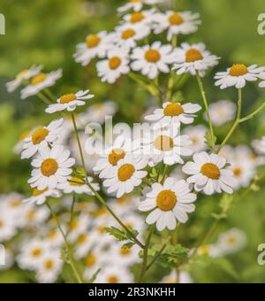 Motherwort 'Tanacetum parthenium' Banque D'Images