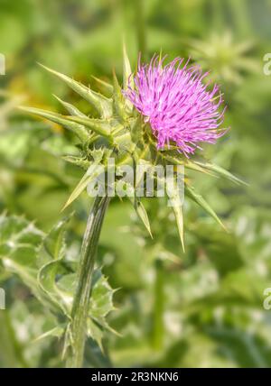 Mariendistel 'Silybum marianum' Banque D'Images