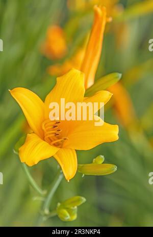 Jaune jaune jaune dayly 'Hemerocallis' hybride Banque D'Images