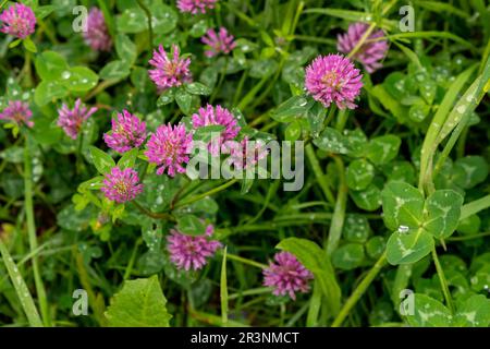 Trèfle à fleur rose dans le pré après la douche de pluie, foyer sélectif, faible profondeur de champ Banque D'Images