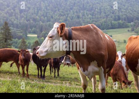 Gros plan de la tête de vache avec cloche traditionnelle, troupeau de vaches sur pâturage vert en montagne, visage d'animal et herbe verte sur le pré en Switzer Banque D'Images