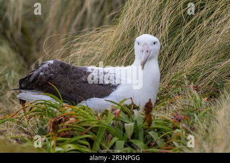 Albatros royal nichant, île Campbell, Nouvelle-Zélande Banque D'Images