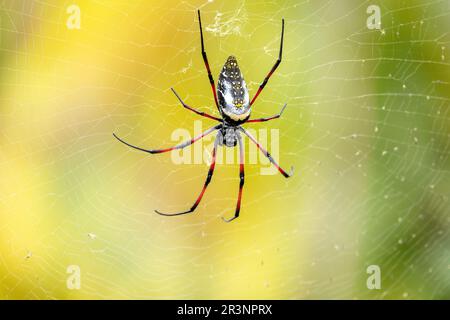 Orb-Weaver en soie d'or, Trichoniphonila - Nephila inaurata madagascariensis, Parc national de Ranomafana, Madagascar Banque D'Images