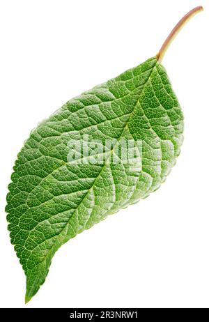 Feuille de prune isolée sur fond blanc. Feuille de vert fruit avec passe-cheveux Banque D'Images