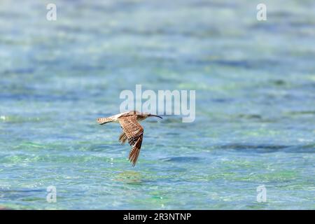Oiseau commun eurasien whimrel, Numenius phaeopus, Nosy VE, Madagascar Banque D'Images