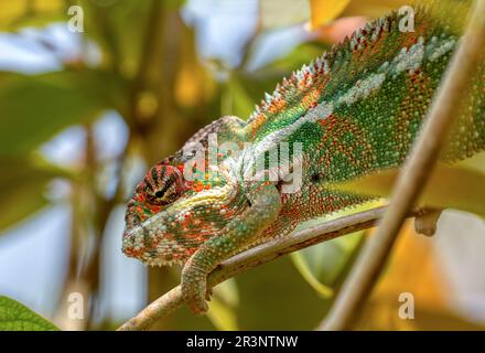 Panther caméléon, Furcifer pardalis, réserve Peyrieras Madagascar Exotic, Madagascar Banque D'Images