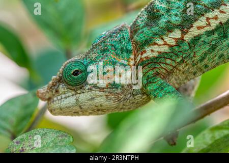 Caméléon à cornes de globe ou caméléon à cachons plats, Calumma globifer, mâle, réserve Peyrieras Madagascar exotique Banque D'Images