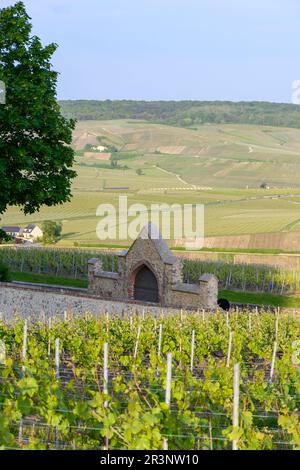 Vue sur les vignobles de champagne cru et la vallée de la Marne dans le village de Hautvillers près d'Epernay, Champange, France Banque D'Images