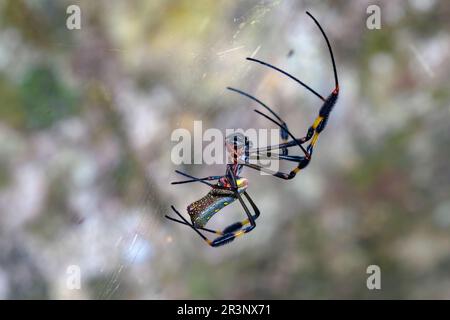 Femelle de l'Orb-tisserand de soie de golder (Trichonila clavipes, anciennement Nephila clavipes) de Corcovado NP, péninsule d'Osa, Costa Rica. Banque D'Images