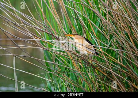 Petit bitnon commun (Ixobrychus minutus / Ardea minuta) adulte mâle perché dans un lit de roseau / reedbed dans un marais au printemps Banque D'Images