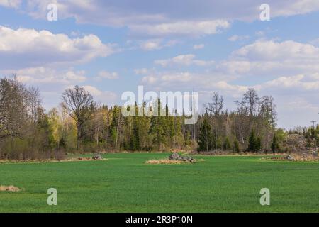 Belle vue sur la nature et le paysage. Champs verts encadrés d'arbres forestiers sur fond bleu ciel. Suède. Banque D'Images