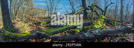 Troncs d'arbres luxuriants, verts et mousseux, aux champignons d'arbres brillants jaunes dans une forêt en journée Banque D'Images