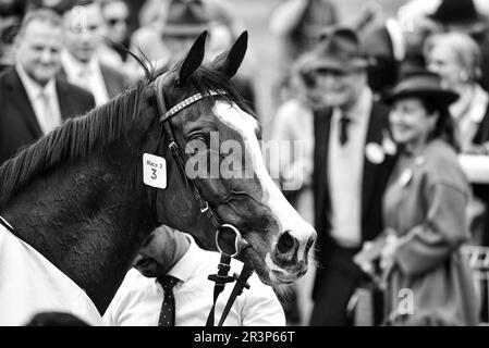 Horse Free Wind, gagnant au Dante Festival Banque D'Images