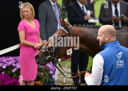 Les renards ont remporté les enjeux Al Basti Equiworld Dubai Dante Banque D'Images