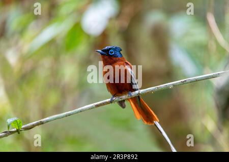 Flycatcher de paradis malgache, Terpsiphone mutata, Parc national d'Andasibe-Mantadia, Madagascar Banque D'Images