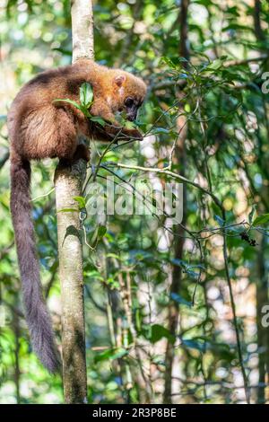 Lémuriens de bambou de moindre importance, Hapalemur griseus, Madagascar animal sauvage. Banque D'Images