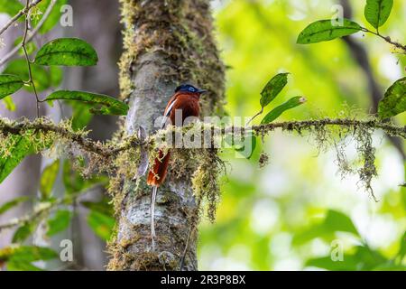 Flycatcher de paradis malgache, Terpsiphone mutata, Parc national d'Andasibe-Mantadia, Madagascar Banque D'Images