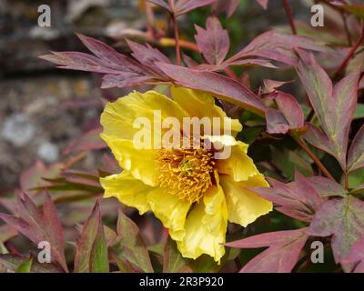 Fleur jaune de la tourbière d'arbre de groupe lutea à la fin du printemps, paeonia 'Helene Martin' Banque D'Images