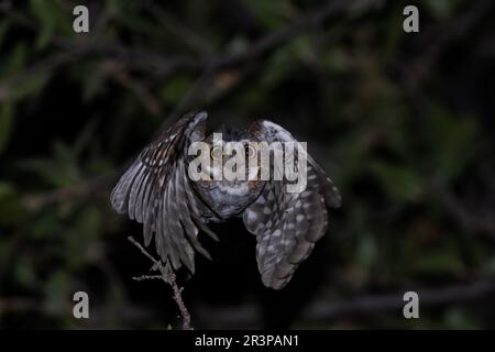 Hibou de l'elfe volant la nuit Banque D'Images