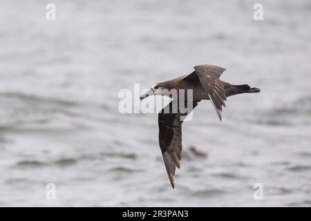 Albatros à pieds noirs volant au-dessus de l'océan Banque D'Images